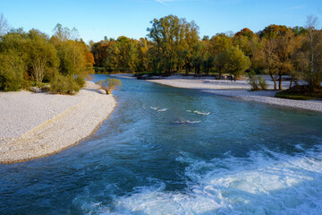 View of the Isar from the Flauchersteg, Munich, Germany. The renaturation of the alpine river leads...