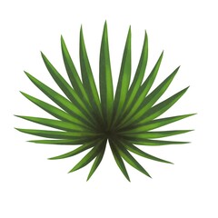 Palm Leaf. isolated leaf illustration in front of a white background for design needs