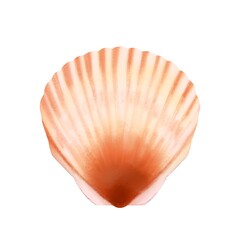 isolated seashell illustration in front of a white background for design needs