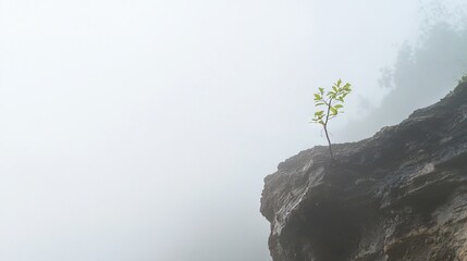   A small tree emerges from a crevice in the cliffside on a misty day