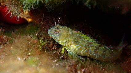 Surprise blenny (Parablennius incognitus) close-up undersea, Aegean Sea, Greece, Halkidiki, Kakoudia beach