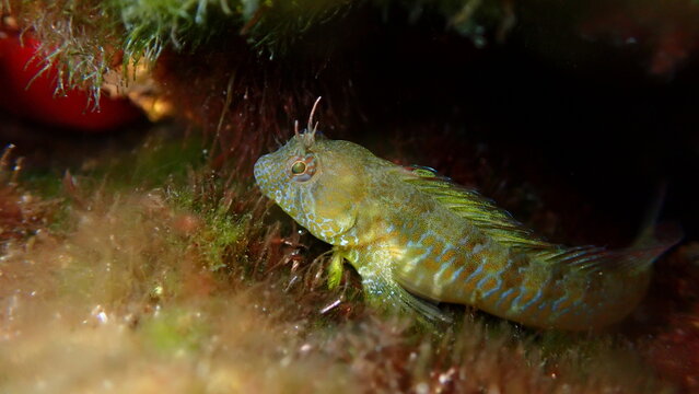 Surprise blenny (Parablennius incognitus) close-up undersea, Aegean Sea, Greece, Halkidiki, Kakoudia beach