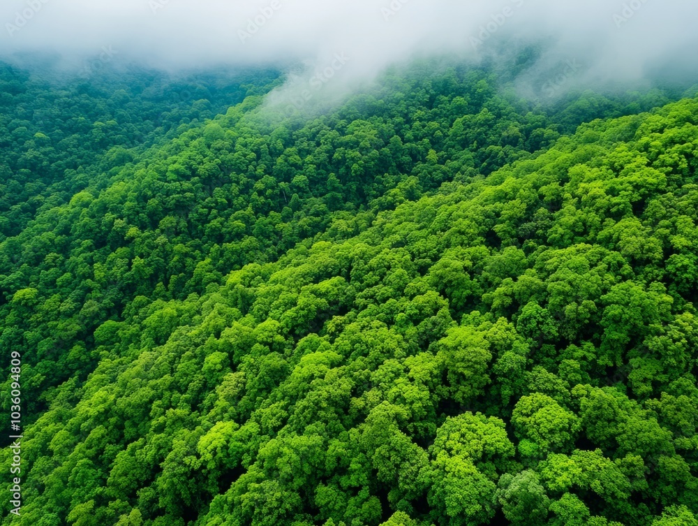 Poster a lush green forest canopy with soft clouds in the background, creating a serene and natural atmosph