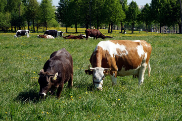 Cows graze on a green meadow.