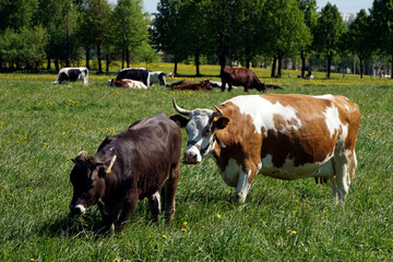 Cows graze on a green meadow.