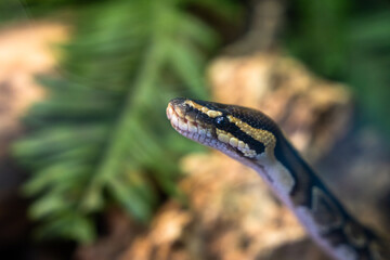 Black striped snake on stone