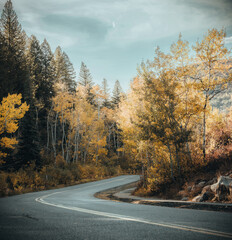 Fototapeta premium road in autumn