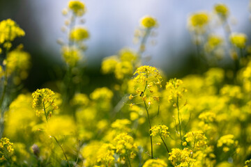 Yellow spring flowers close up