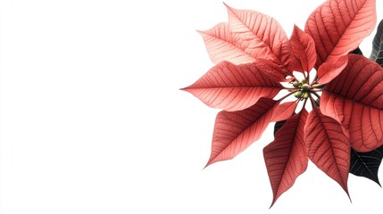 Obraz premium Poinsettia flower isolated against a white background