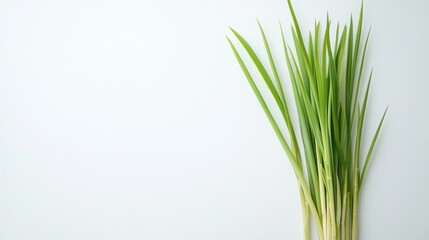 Fototapeta premium Lemon grass on a white background