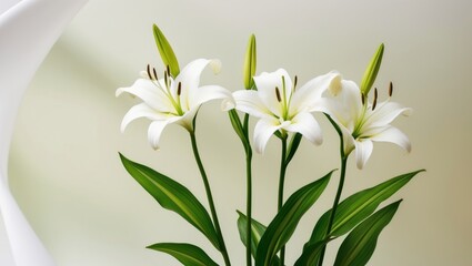 Three Elegant White Lily Flowers with Long Stems and Lush Green Leaves on a Neutral Background.