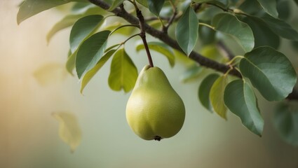 Pear Hanging From Tree Surrounded By Green Foliage.