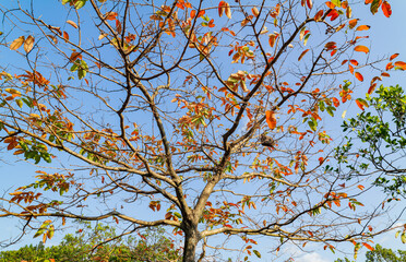 Sunny view of the landscape of Daan Forest Park