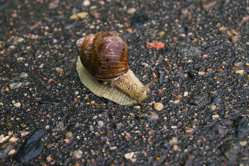 Garden snail, helix pomatia, grapevine snail, close up on asphalt after rain. macro
