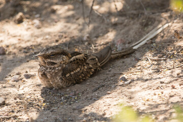 Obraz premium Ave - Bird