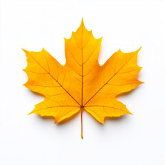 Fototapeta premium Single yellow maple leaf on a white background.