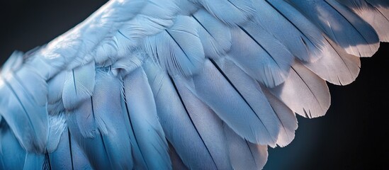 Fototapeta premium Feathers On Bird Wing As Abstract Background