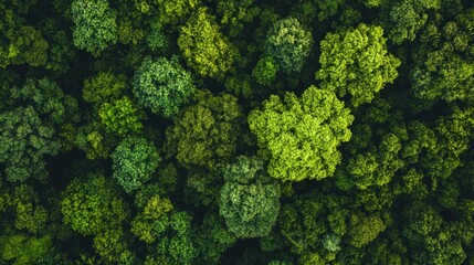 Aerial perspective highlights a lush green forest showcasing its diverse ecosystem and importance for the environment