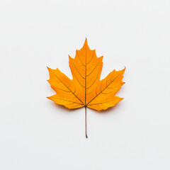 A single orange maple leaf isolated on a white background.