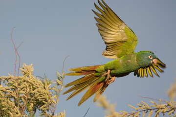Ave - Bird