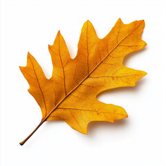 Fototapeta premium A single, golden oak leaf sits on a white background.