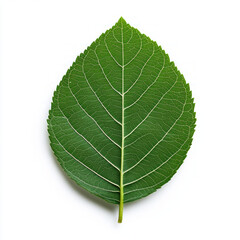 A single green leaf with intricate veins, isolated on a white background.