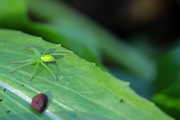 real web spider, green spider