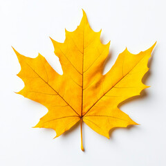 Obraz premium A vibrant yellow maple leaf on a white background, a symbol of autumn.
