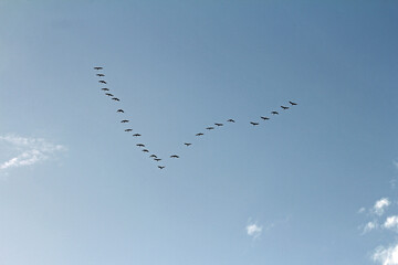 Grey crane in migration formation
