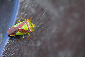 tree bug on a branch