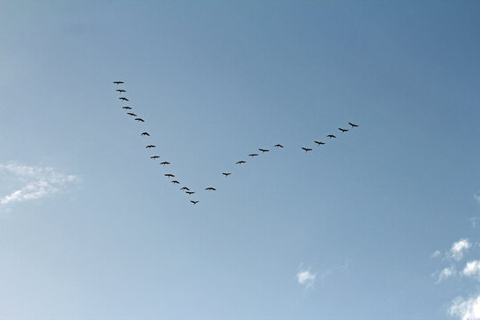 Grey crane in migration formation
