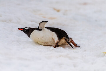 Fototapeta premium Close-up of a Gentoo Penguin -Pygoscelis papua- laying flay in the snow at Cuverville Island, on the Antarctic Peninsula