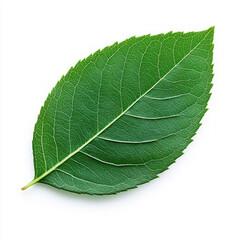 Obraz premium Single green leaf isolated on white background.