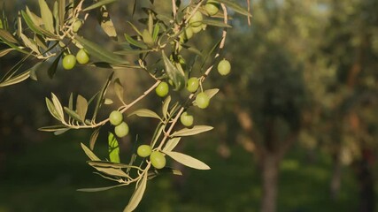 Beautiful green olives on a branch of an olive tree in the foreground with the olive grove in the background
