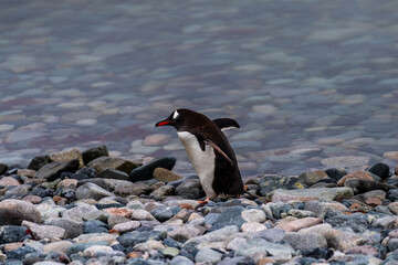 Telephoto shot of aGentoo Penguin -Pygoscelis papua- walking along the rocky shore of Cuverville island, on the Antarctic peninsula
