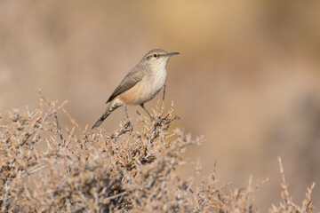 A Rock Wren sits on top of a prickly desert bush in morning sunshine facing to the camera right with an out of focus background of muted colors that match the coloring of the bird and bush.