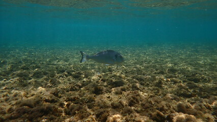 Gilthead seabream or gilt-head bream, gilthead (Sparus aurata) undersea, Aegean Sea, Greece, Halkidiki, Kakoudia beach
