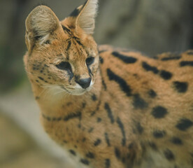 Serval portrait. Leptailurus serval cat