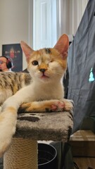Calico cat resting on a cat tree, gazing at surroundings