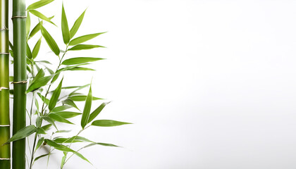 Fototapeta premium Bamboo plant on side position provides copy space for text. background concept isolated white