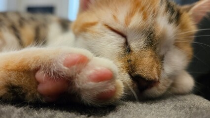 Close-up of a sleeping calico cat with paws resting on a soft surface