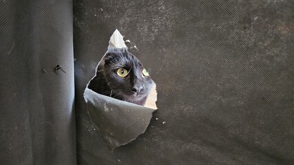 Curious black cat peeking from a small hole in fabric