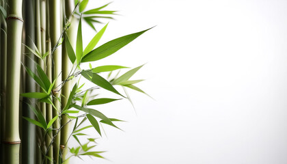 Bamboo plant on side position provides copy space for text. background concept isolated white