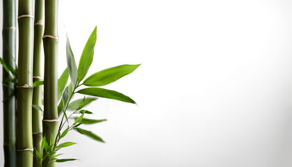 Obraz premium Bamboo plant on side position provides copy space for text. background concept isolated white