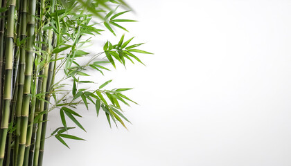 Bamboo plant on side position provides copy space for text. background concept isolated white