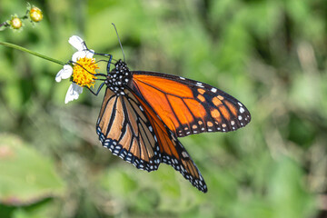 Monarch Butterfly drinking the nectar of a Spanish Needle flower on Sullivan's Island, SC, USA.