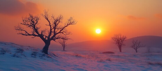 Obraz premium Silhouette of bare trees on a snow-covered field at sunset.