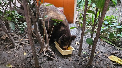 Black cat eating from a dish in a makeshift shelter among bushes