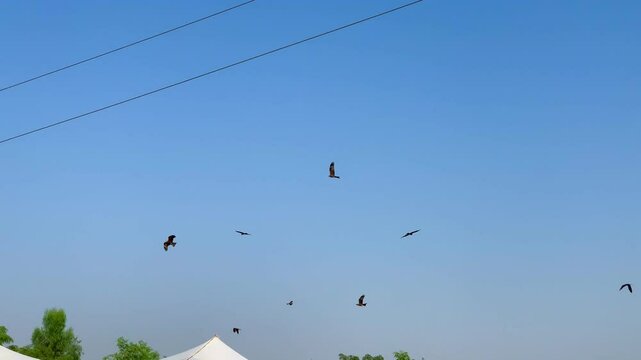 Serpent eagles flying in the sky, majestic birds of prey soaring, powerful wingspan, raptors in flight, wildlife in nature, aerial predators, eagles in the wild, sky-high flight, eagle behavior.