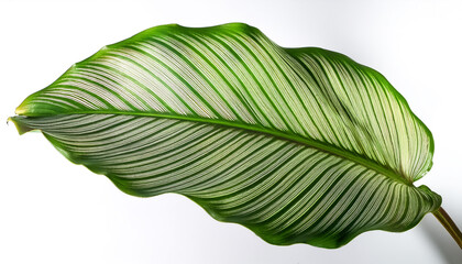 Obraz premium Calathea ornata leaves or Pin stripe Calathea, Tropical foliage on side position provides copy space for text. background concept isolated white